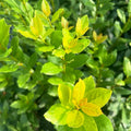 Laurus Nobilis Bay Leaf Tree Live Plant, Bay Leaf Plant for Gardening Laurel Plants Live from 7 to 9 Inc Long