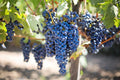 Concord Grape Vine Live Plant Bareroot 1 to 2 Years Old, Concord Grape Plant Live Sweet Grape Fruits for Growing, Seedless Grape Fruit Tree