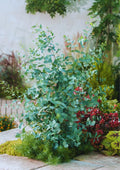 Silver Dollar Eucalyptus Live Plant, Live Eucalyptus Plant, Eucalyptus Plant Live, Live Eucalyptus Tree, Live Eucalyptus Plant Indoor
