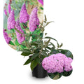 Potted Butterfly Bush Live Plant, 5-9" in Tall, Cold Hardy, Spring Outdoor PlantingBlooms Summer to Fall, Dormant in Winter (Rich Pink Buddleia Plant)