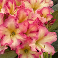 1-2 Feet Rhododendron Plants Live Bush Shrubs in 1 Gallon Pot for Planting, Azalea Bush Ready Plant, Live Rhododendron Plant Azalea (Creamy White Yellow Pink)