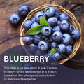 Blueberry Plants Live for Planting, Northern Blueberries Bush in 4 Inches Pot, Starter Plant from 4 to 7 Inches Height for Edible Garden