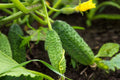 4 Green Cucumber Plants Live, 4 Inches Pot, Live Cucumber Plants from 6 to 8 Inches Long, Cucumber Starter Plants, Cucumber Live Plants for Garden