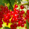 Red Currant Plant Live, Red Curant Bush Live Plant 5-9 Inch Tall, Curant Berry Fruit Tree, 1 Year Bareroot