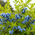Live Honeyberry Haskap Plant, 8–15 Inch Tall, Cold Hardy Honeysuckle Berry Shrub for Outdoor Garden and Yard Growing