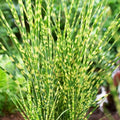 Yellow Gold Ornamental Grasses Live Plants Perennial, Maiden Grass Perennial, Live Miscanthus Grass Plant, 5 to 10 Inc Tall