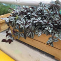 2 Zebrina Wandering Jew Plants Live Houseplants, Rooted Cuttings Tradescantia Live Plant for Décor, Fast-Growing and Easy to Grow, Starter Size