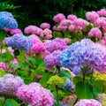 Change Color Hydrangea Live Plant in 2.5 Inch Pot, Hydrangea Trees Shrub Bush Perennial Outdoor Planting (Pink Red Bigleaf)