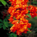 Big 1 Gallon Bright Orange Rhododendron Plants Live, 1-3 Years Old Azalea Plants Live Shrubs Bushes for Planting, Very Well Rooted