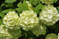 Old Fashion Snowball Viburnum Plant Live in 4 Inc Potted, 6 Inc to 12 Inc Tall, Viburnum Bush Plant Pot