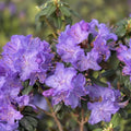 Big 1 Gallon Blue Rhododendron Plants Live, 1-3 Years Old Azalea Plants Live Shrubs Bushes for Planting, Very Well Rooted