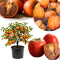Persimmon Tree Plant Live, 1-2 Ft Tall