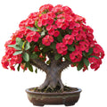 Red Crown of Thorns Live Plant, Euphorbia Milii Plants, Crown of Thorns Plants Live, 3 to 5 Inc Tall Gardening Indoor Outdoor