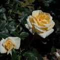 Fragrant Rose Plant Live Bush Shrub or Climbing, Old-Fashioned Roses Summer Rebloomer in 2.5 Inch Pot, Lanscape Rose Plant (Assorted) (Creamy Yellow)