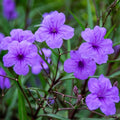 06 Mexican Petunias Live Plants for Spring Planting, 4-6" Well Rooted for Outdoor Growing, No Pot, (Purple Petunia)