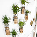 Set 12 Air Plants Live, Assorted Tillandsia Plants for Indoor Decor, Terrariums, Office and Home Display
