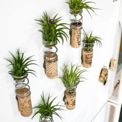 Set 12 Air Plants Live, Assorted Tillandsia Plants for Indoor Decor, Terrariums, Office and Home Display