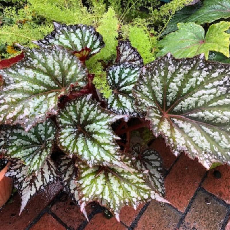 Set 3 Begonias Live Plants, Summer Begonia, No Pot, Starter 4 to 8 Inc Tall, Indoor Outdoor Houseplant