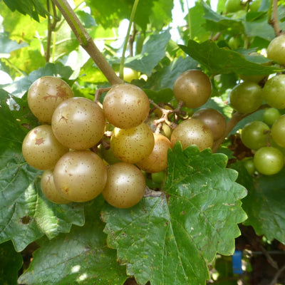 Grape Vine Live Plant 1-2 Year Old, Sweet Grape Plant Live for Growing, Grape Fruit Well Rooted Plant Bareroot (Sweet Muscadine Grape)