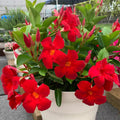 2 Red Mandevilla Plants Live for Garden, 4 Inc to 6 Inc Tall, Mandevilla Plants Live, Mandevilla Vine Plant, Mandevilla Plant