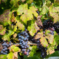 Grape Vine, Grape Plant Live 1-2 Years Old, Sweet Grape Fruit Tree, Very Cold Hardy (Concord Grape)
