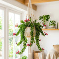 Red Curly Lipstick Plant Live, Curly Lipstick Plant, 3 Inc Pot, 3-5 Inc Tall, Hanging Trailing Houseplant,Vibrant Blooms, Ideal for Indoor Outdoor Growing