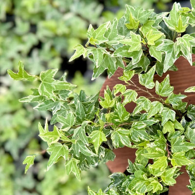Ivy Plant Live Fast-Growing, Potted 3-5" in Tall, Climbing Indoor Outdoor Houseplant, Easy Care Trailing Vine, Fast Growing Small Starter Plant for Home Office Décor (Mini English Ivy)