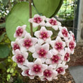 Hoya Kerrii Plant, Variegated Hoya Plant Live Houseplants in 4'' Pot, Well Rooted for Growing Indoor Outdoor