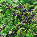 Black Currant Bush Live Plant, Black Currant Plant Live to Grow 5-9 Inch Height, Sweet Currant Berry Fruit Plant