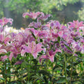 2 Pink White Lily Bulbs, Giant Lily Flower Bulbs for Planting, Lily Flowering Bulbs, Lily Spring Bulbs, Outdoor Indoor Flower Bulbs to Plant