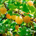 Sweet Gooseberry Plant Live to Grow, Gooseberry Bushes Live Plant 5 to 9 Inch Height, Gooseberries Fruit Well Rooted