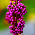 Beautyberry Plant Live, American Beautyberry Live Plant, Flower Bush Shrub Tropical Plants Indoor Outdoor, 5 to 6 Inc in Height