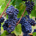 1 Blue Grape Vine Plants, 1-2 Year Old Bareroot, Purple Blue Grape Plants Live for Planting, Grape Fruits Trees Live Plants
