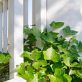 Green English Ivy Live Plant, Ivy Plant Live, 4 Inc Pot, 4-7 Inc Tall, Easy Care Trailing Indoor Houseplant for Hanging Baskets, Container Gardens