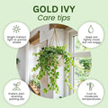Gold Ivy Live Plant, Ivy Plant Live, 4 Inc Pot, 4-7 Inc Tall, Easy Care Trailing Indoor Houseplant for Hanging Baskets, Container Gardens