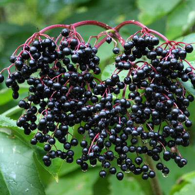 Elderberry Plant, Elderberry Bushes Live Plant, Quart Pot, 6 to 10 Inch Tall, Dormant in Winter
