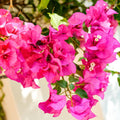 Pink Bougainvillea Plant Live, Bougainvillea Flowering Plant Perennial, Rooted Bougainvilleas Trees Starter 6-8 Inches
