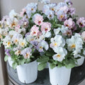 2 Mix Pansy Plants 3-5 Inches, Colorful Flowering Annual, Pansies Flower Well Rooted in 4'' Pot, Outdoor Garden Planting