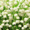 Lily of the Valley Plant Live for Planting, 6 May Lilies Bare Roots, Sweet Fragrant and Weeping White Flowers for Spring Blooms