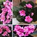 Pink African Violet Plants Live in Pot, Flowering Violets Indoor Outdoor Blooming, Vibrant Color Houseplant Décor Year-Round