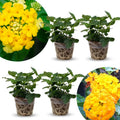 2 Full Yellow Lantana Plants Live Trees, Ready to Bloom, Hardy Long Blooming Seasons, Vibrant Colorful Perennial Fragrant, 5-10" in Tall, Full Sun Growing