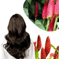 6 Rhizomes Awapuhi Shampoo Ginger Roots 1 Year Old, Fresh Red Ginger Rhizomes Oudoor Planting, Pinecone Zerumbet Zingiber, Ginger Lily Flowers