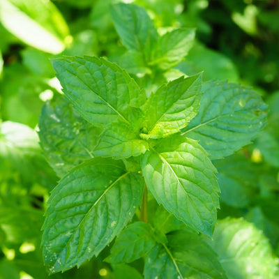 Spearmint Herb Plant Live, Perennial Mint Plant, Fragrant Mints, 3.5 Inch Pot for Indoor or Outdoor Growing
