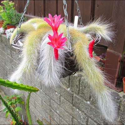 Trailing Monkey Tail Cactus Live Plant, 6-8 Inch Bare Root, Rare Succulent Plant for Indoor Growing, Pots and Hanging Planters