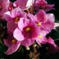Pink African Violet Plant Live, Pink Violet Flower, 3-5 Inches Tall