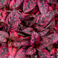 Red Polka Dot Plant Live, Polka Dot House Plant Grow in 3 Inches Pot