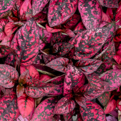 Red Polka Dot Plant Live, Polka Dot House Plant Grow in 3 Inches Pot