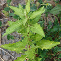 Epazote Herb Plant in 4'' Pot, Starter Epazote Plant Live for Planting Outdoor, Perennial Herbs for Garden