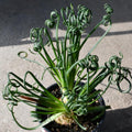 Frizzle Sizzle Albuca Plant Live 3.5 Inch Pot, Rare Spiraling Succulent for for Indoor Growing and Succulent Gardens