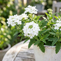 Set 2 Mix Verbena Plants, 4-8 Inc Tall, Red and White Blooms, Verbena Plants Live for Borders, Garden Beds and Containers